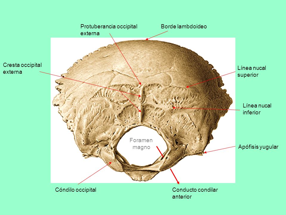 Protuberancia occipital externa